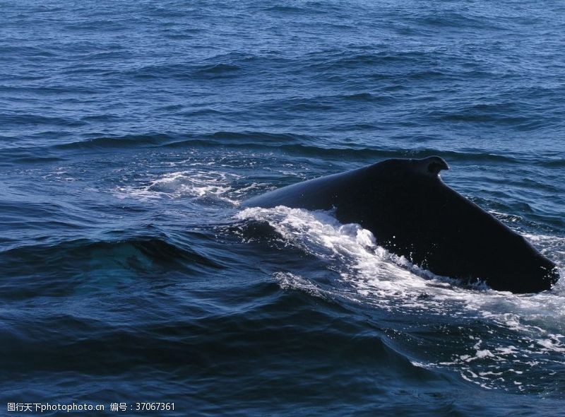 抹香鲸鲸鱼