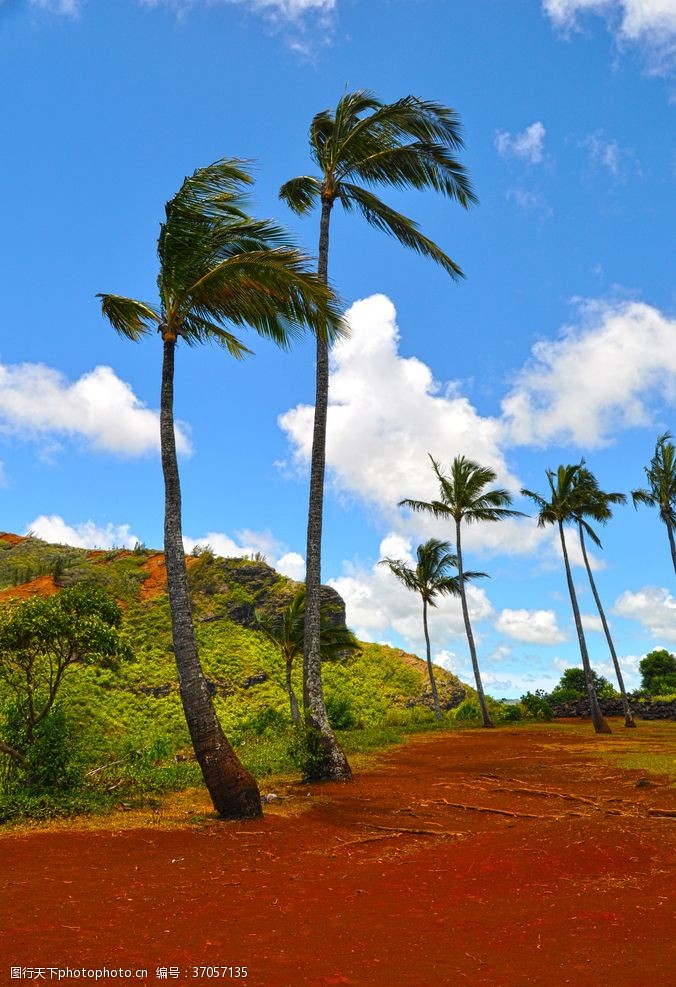 天堂岛夏威夷棕榈树