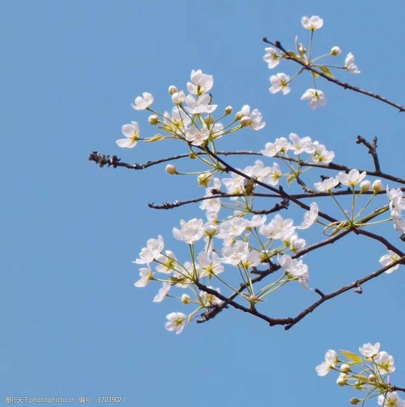 粉红色樱花樱花