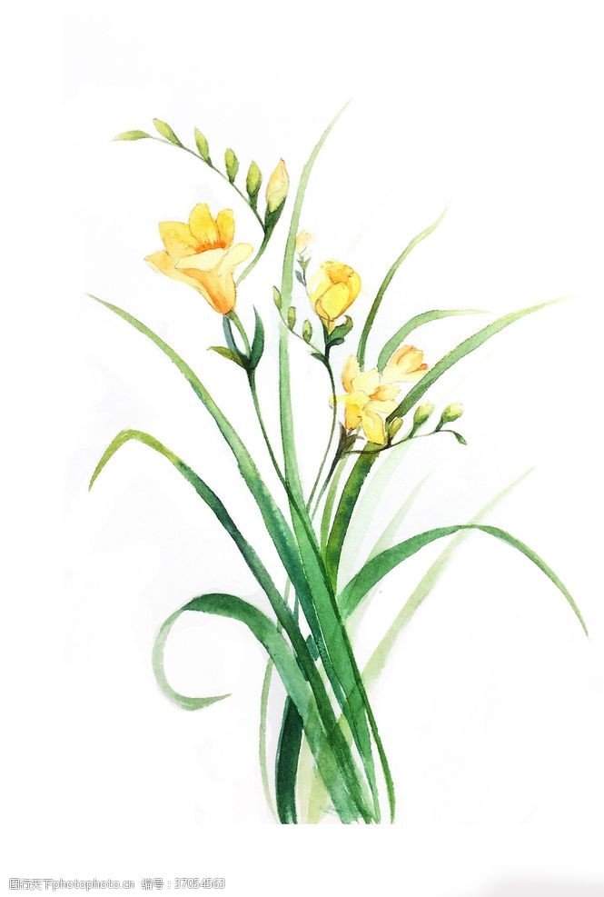 油画装饰画精美绘画植物花朵