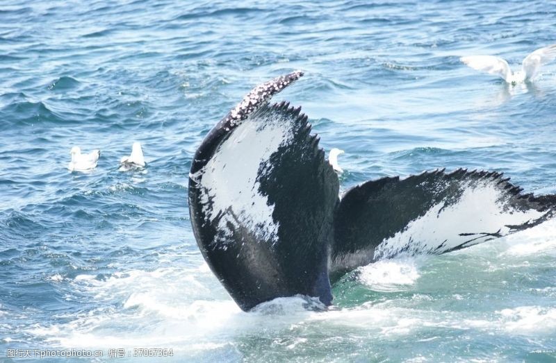 抹香鲸鲸鱼