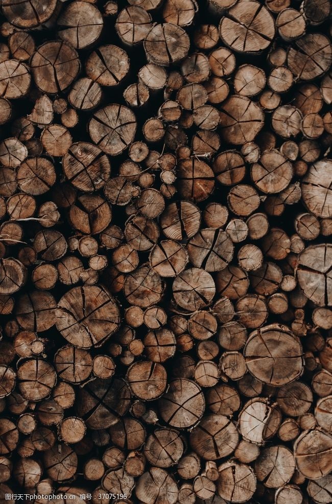 伐木木桩