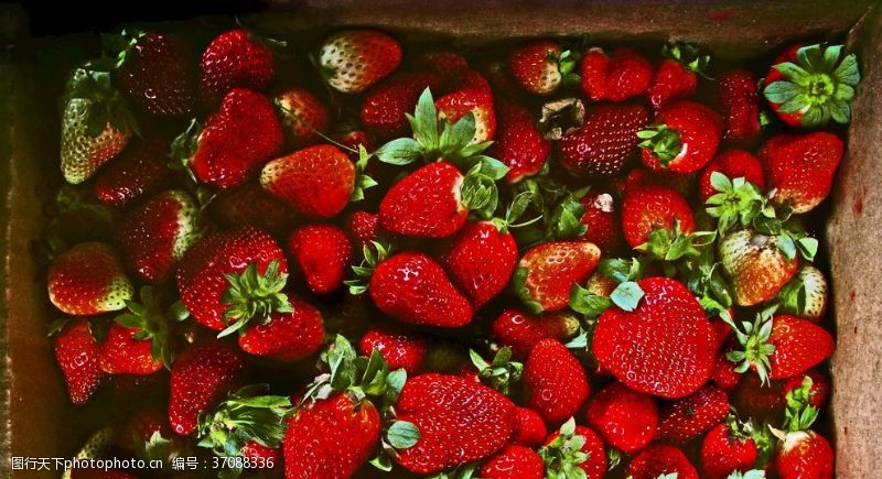 新鲜食品草莓