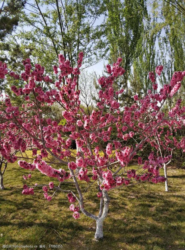 粉色海报桃树