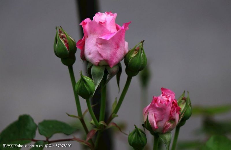 玫瑰花苞月季月季花美丽的花