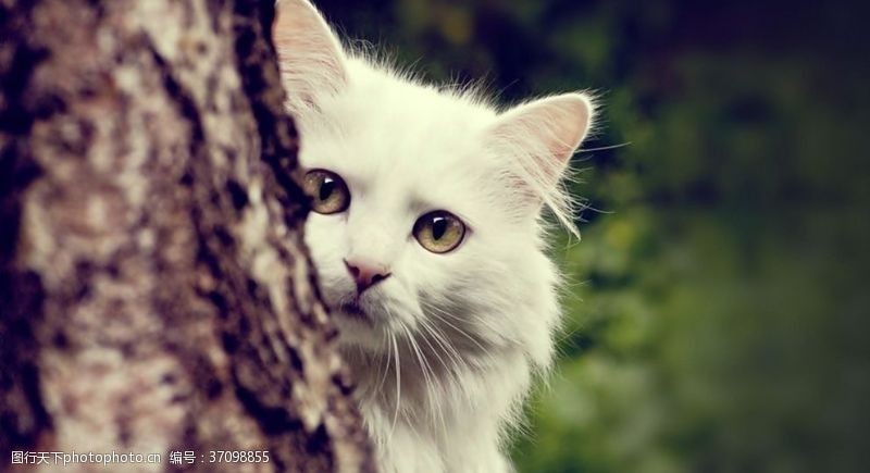 家禽家畜白猫