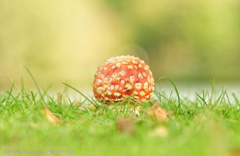 野蘑菇蘑菇菌类野生
