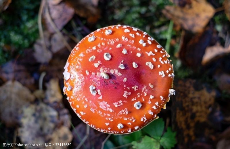 双孢菇蘑菇菌类野生