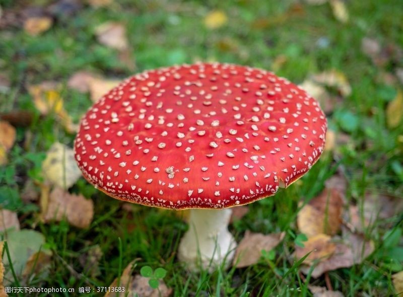 野蘑菇蘑菇菌类野生