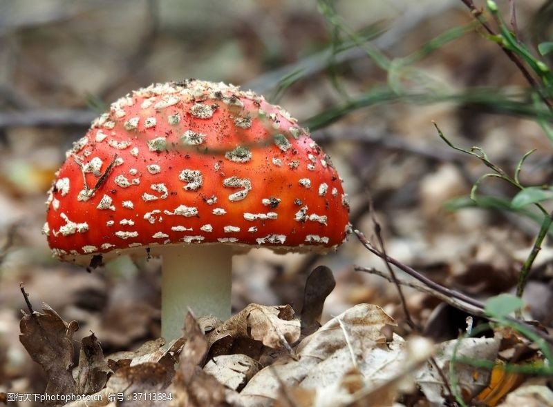 野蘑菇蘑菇菌类野生