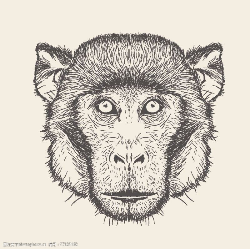 动物素描动物铅笔画