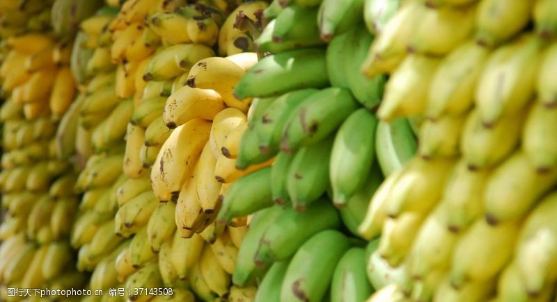 香蕉种植香蕉软糯香甜的香蕉