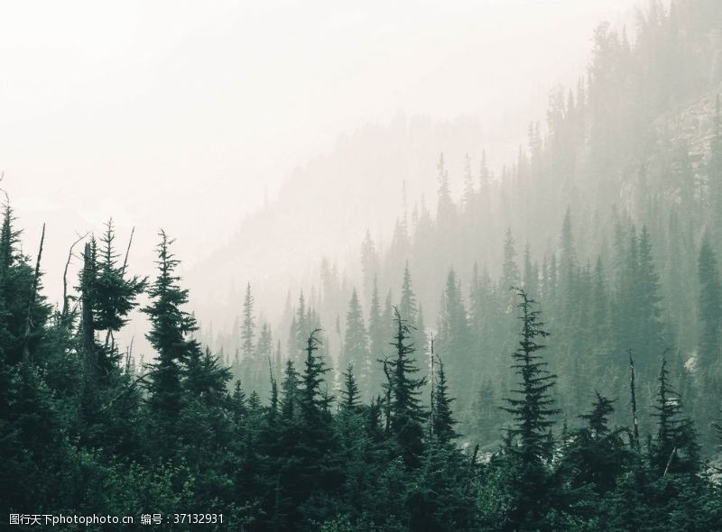 云雾缭绕的森林