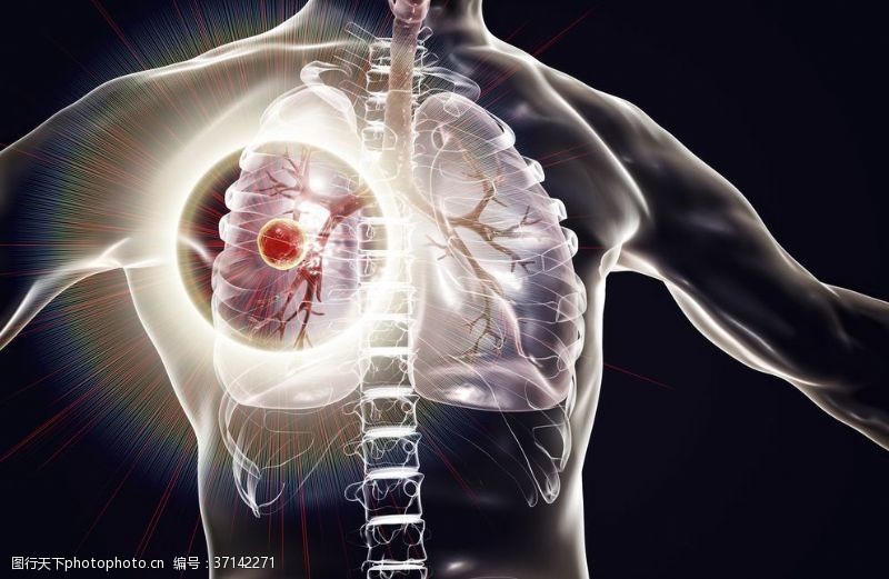 人体器官图肺部感染