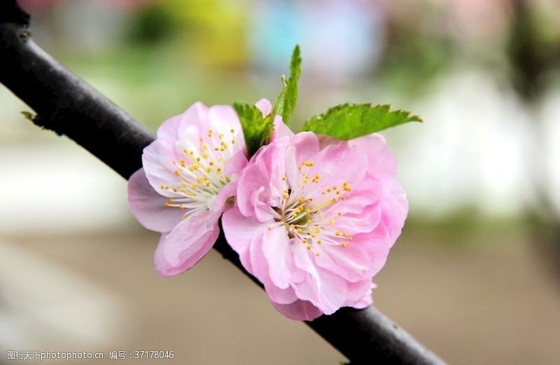 榆梅花卉