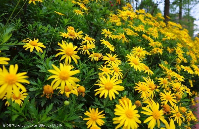 百花齐放黄金菊