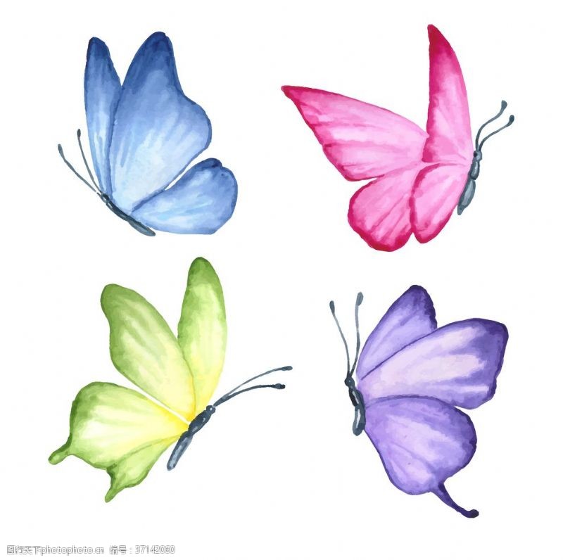 线描动物蝴蝶绘画