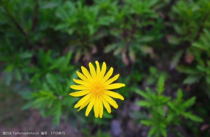 百花齐放一朵黄金菊