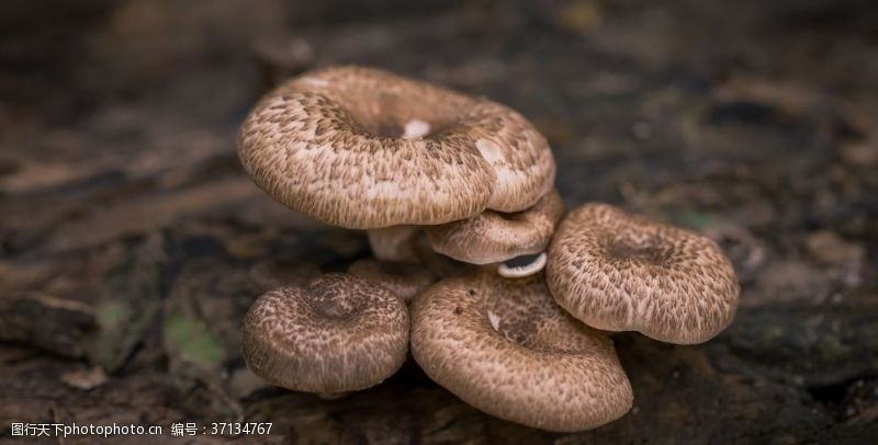 双孢菇雨后蘑菇菌类