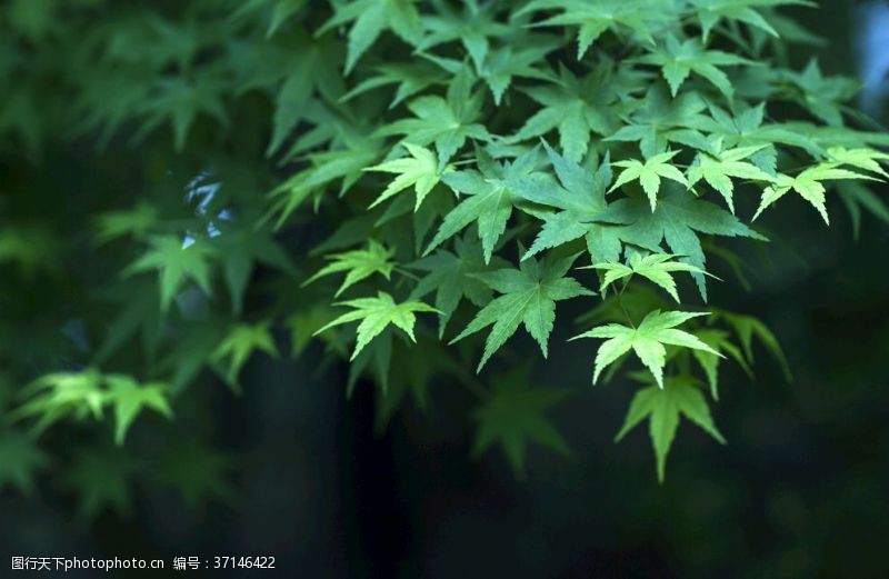 日本日本枫树鸡爪槭
