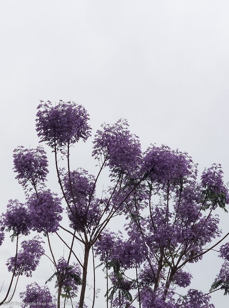 望春花蓝花楹