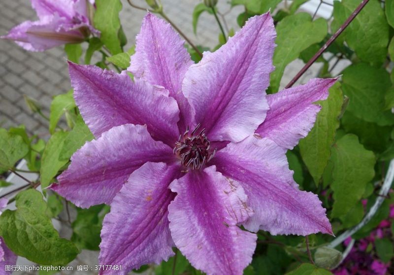 登山者紫色花