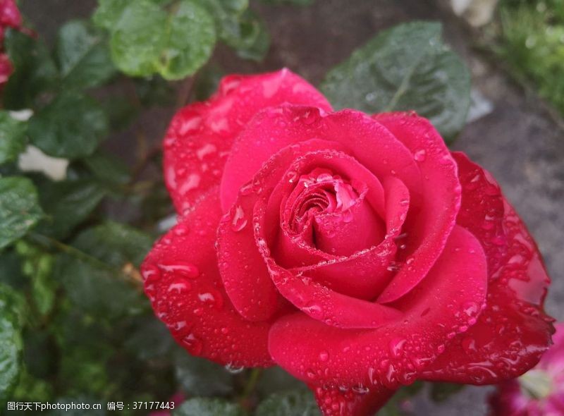 背景春天红色玫瑰花