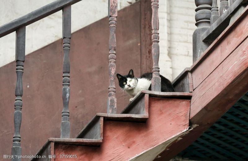 家禽家畜楼梯与猫