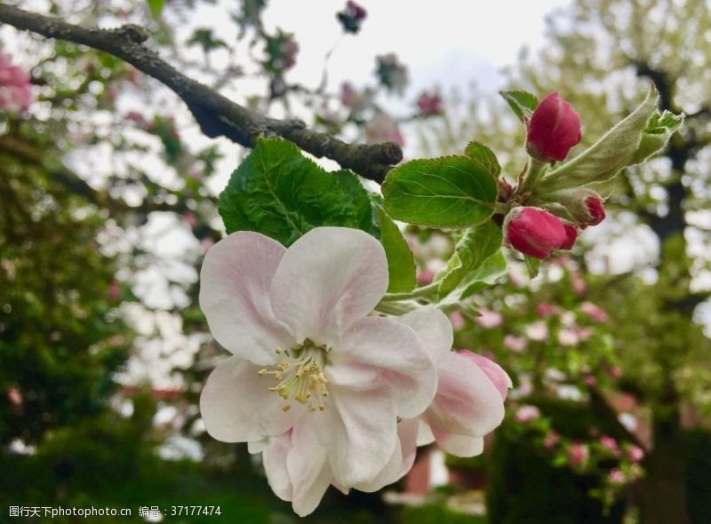 背景春天苹果花