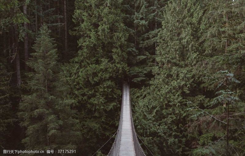 吊桥森林