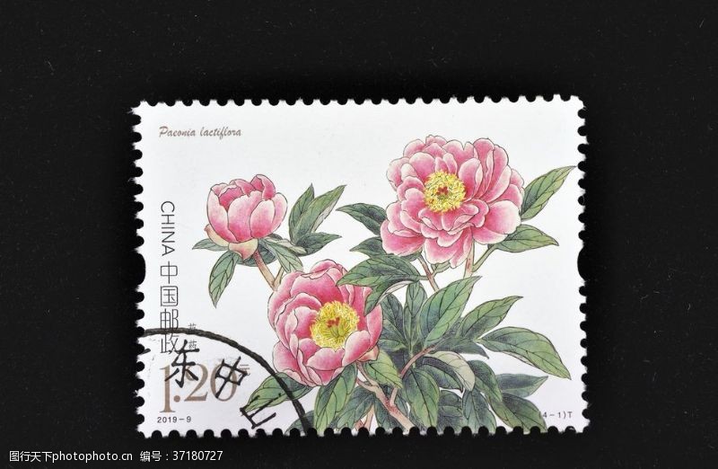 中国邮政芍药