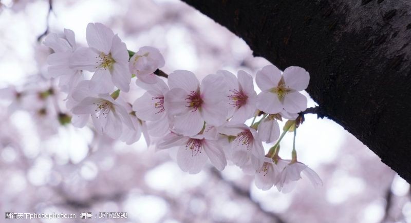 粉红色樱花樱花