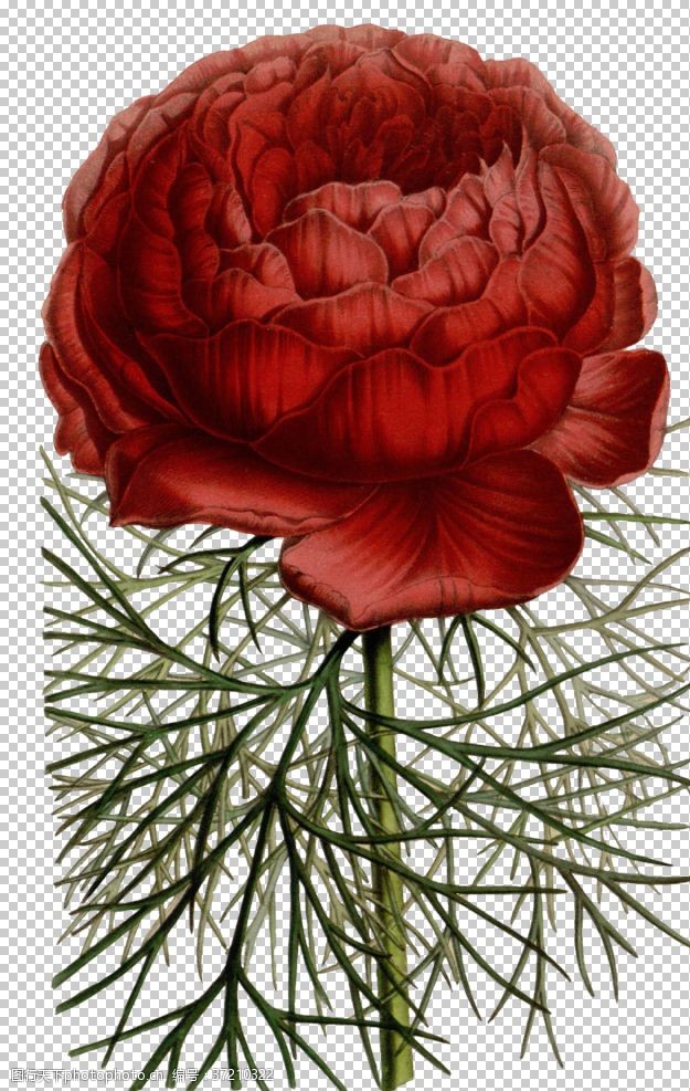 玫瑰精油复古鲜花植物装饰图案