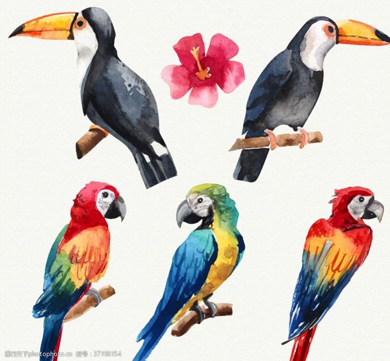 素描动物水彩绘鸟类设计矢量素材