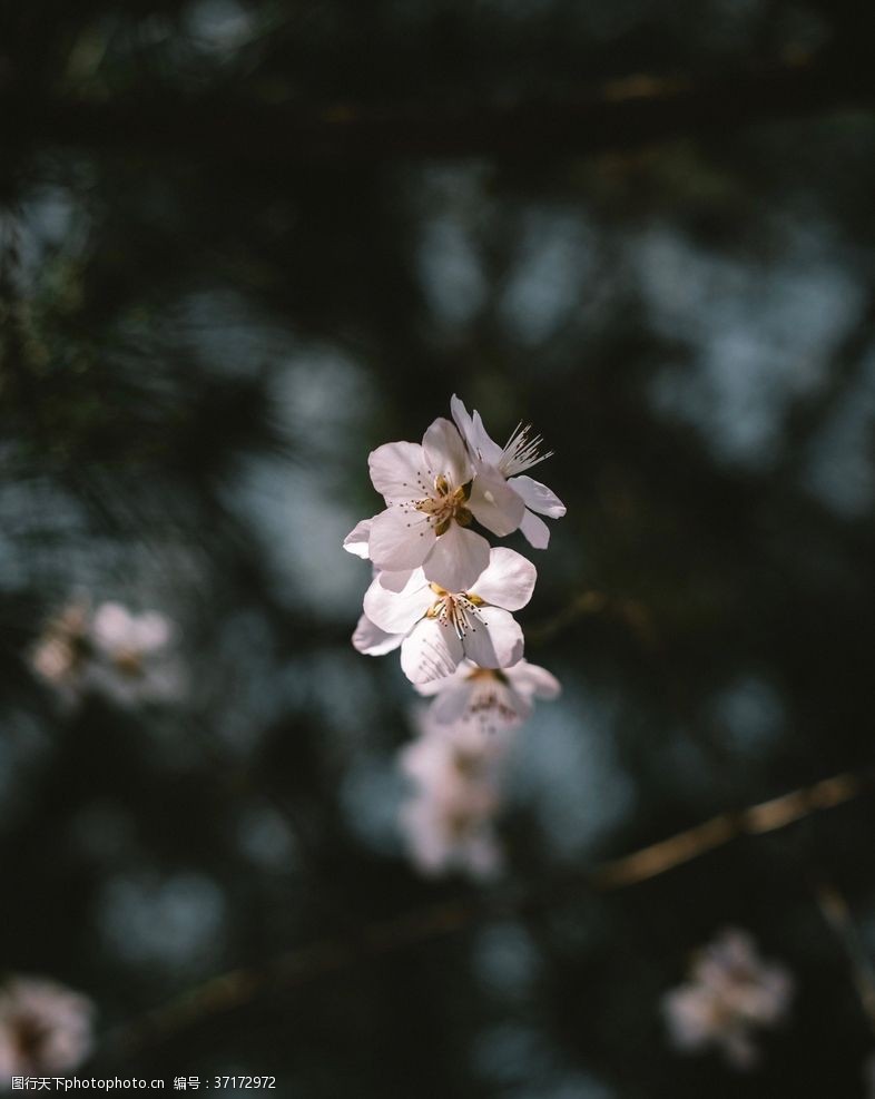 粉红色樱花樱花