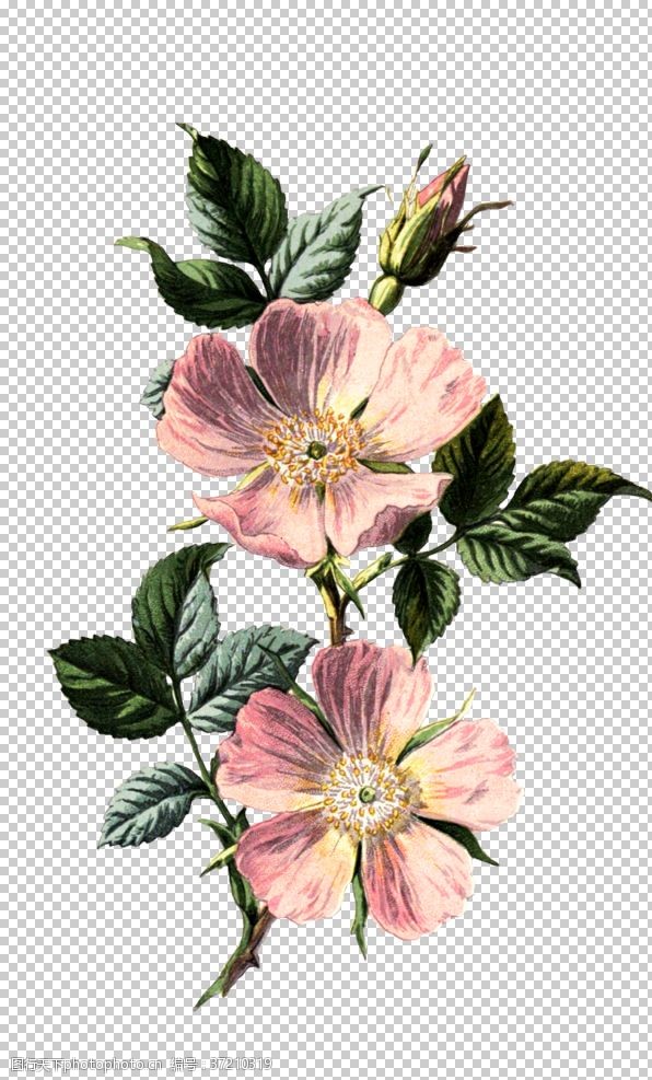 玫瑰精油复古鲜花植物装饰图案