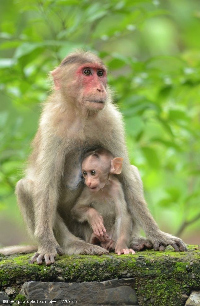 爱护小动物猴子可爱