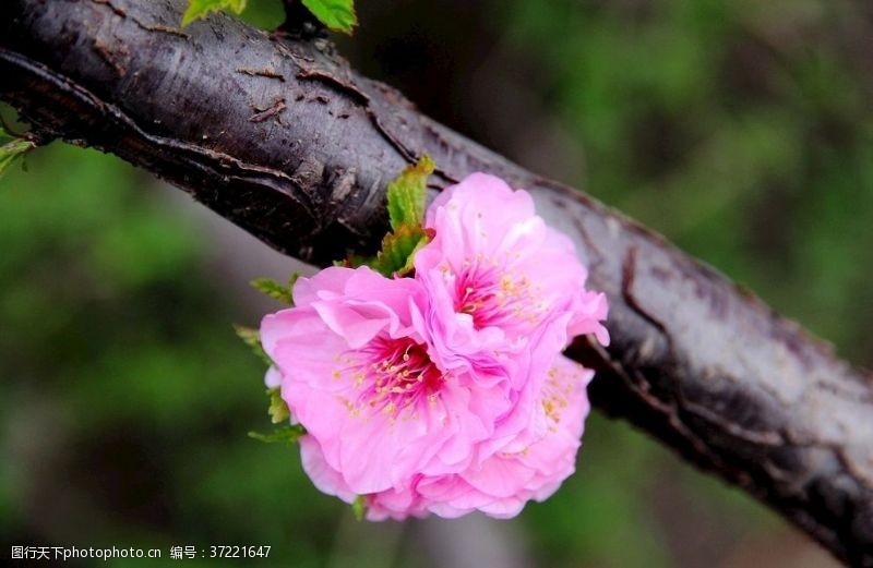 梅花花卉