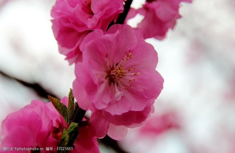 梅花花卉