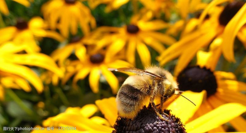 采蜂场景蜜蜂花间采蜜