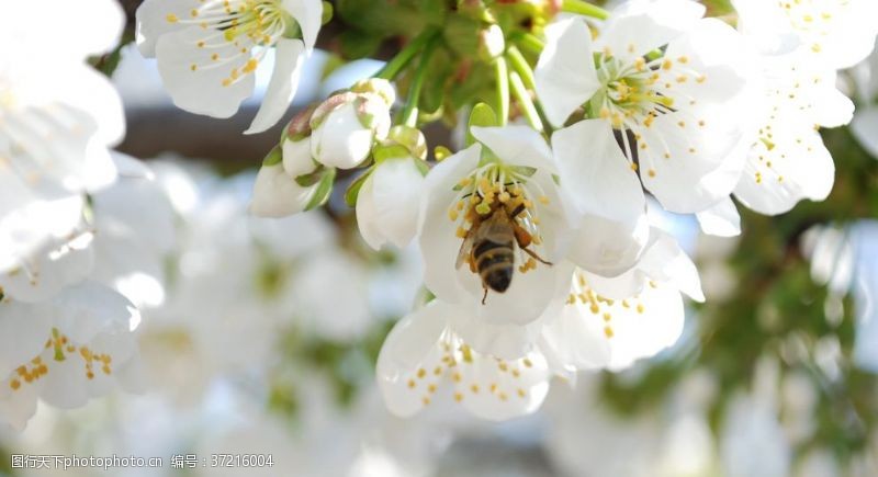 采蜂场景蜜蜂花间采蜜