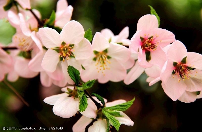 梅花花卉