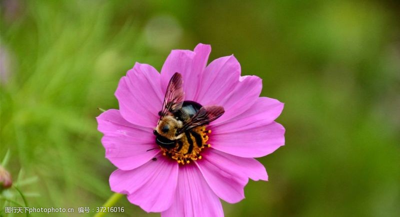 采蜂场景蜜蜂花间采蜜