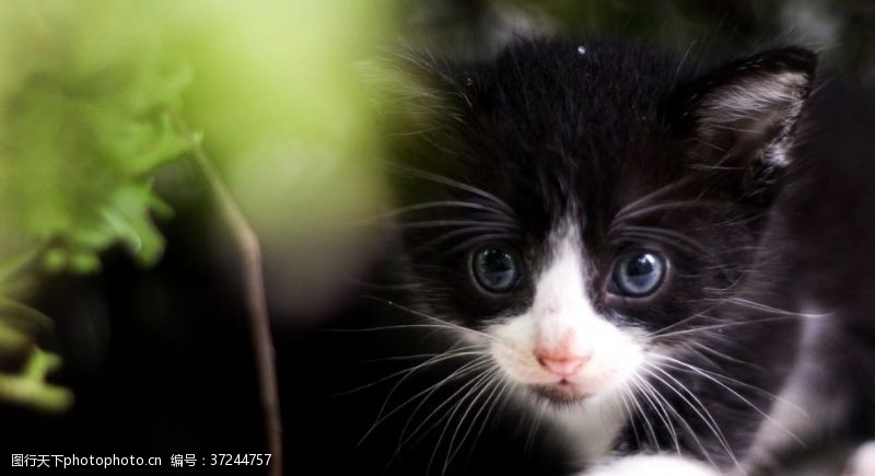 猫耳图片免费下载 猫耳素材 猫耳模板 图行天下素材网