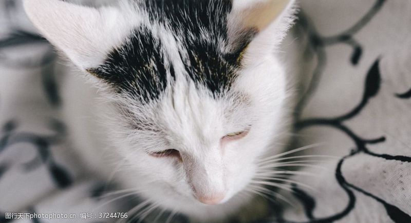 猫耳图片免费下载 猫耳素材 猫耳模板 图行天下素材网