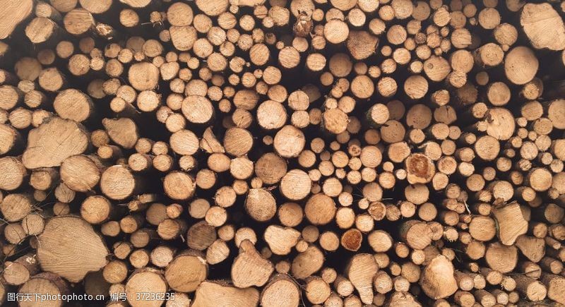 高清木纹木材木头截面