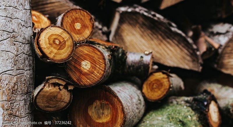 高清木纹木材木头截面