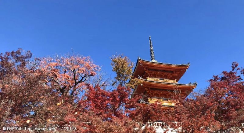 日本日本枫树清水寺