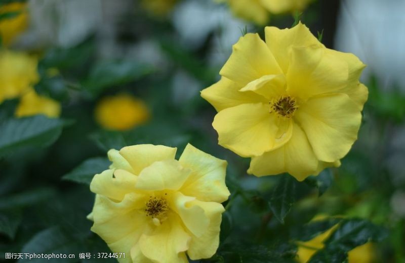 雨露月季花月季花