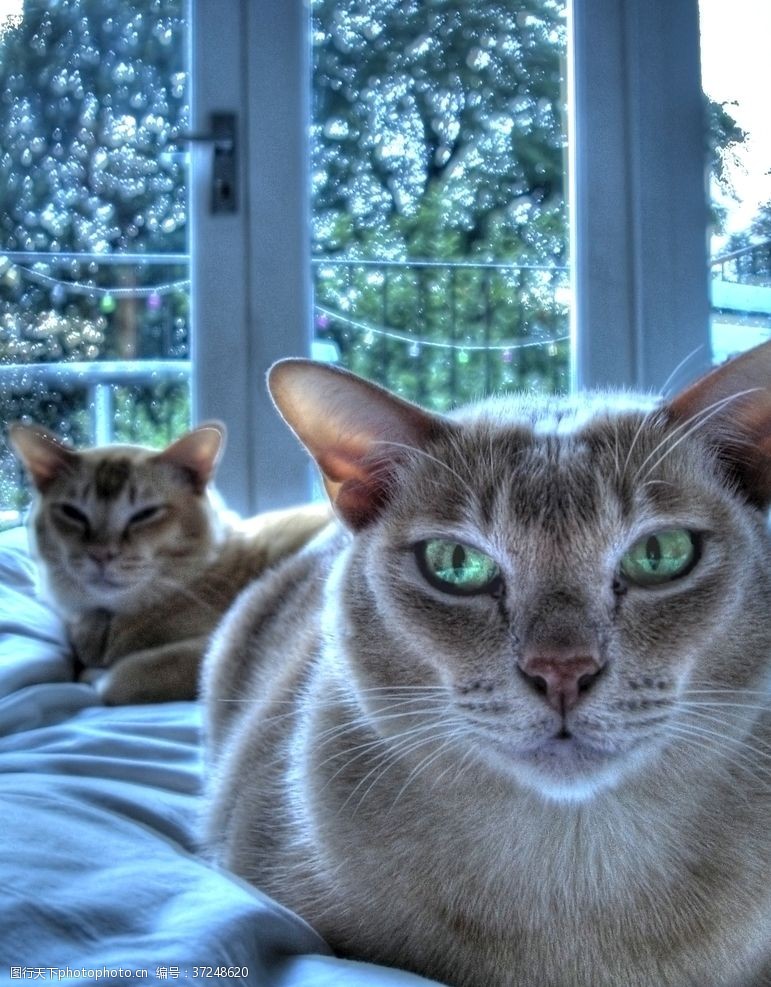 躺着两只躺沙发上生气脸的家猫